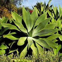 /album/galeria-de-fotos-null/agave-attenuata-2-jpg/